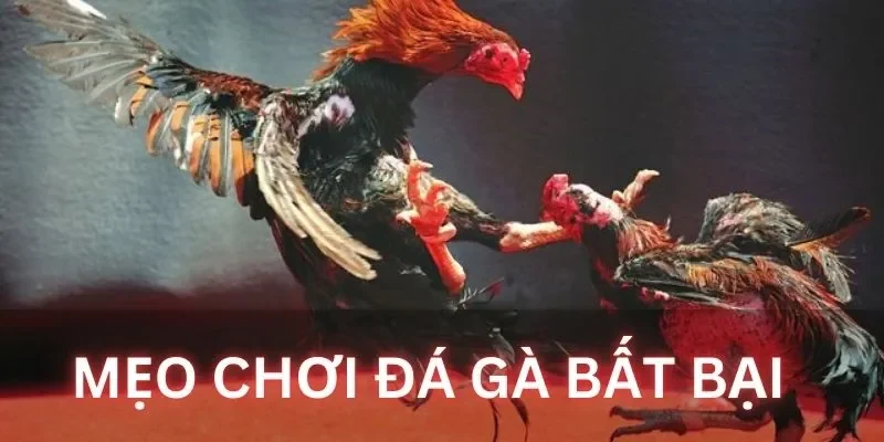 Top mẹo chơi đá gà Xin88 cực chuẩn từ cao thủ 2 Các hình thức đá gà phổ biến nhất tại nhà cái Xin88