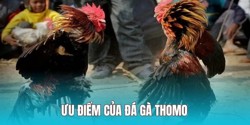 Giới thiệu và ưu điểm của đá gà thomo xin88