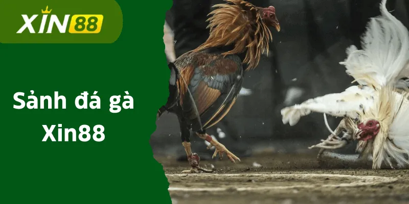 da-ga-xin88-anh-dai-dien