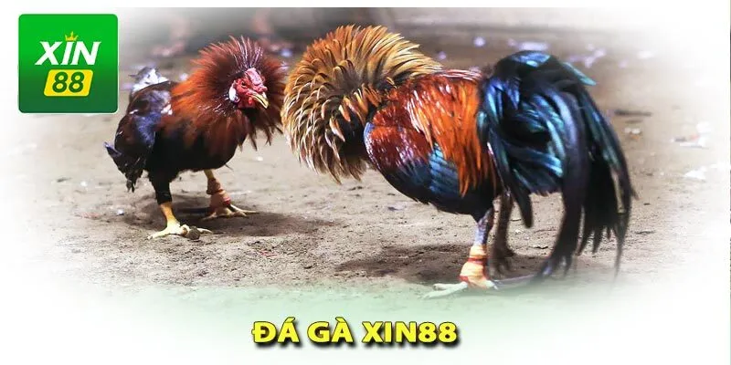 trực tiếp đá gà C3 Xin88