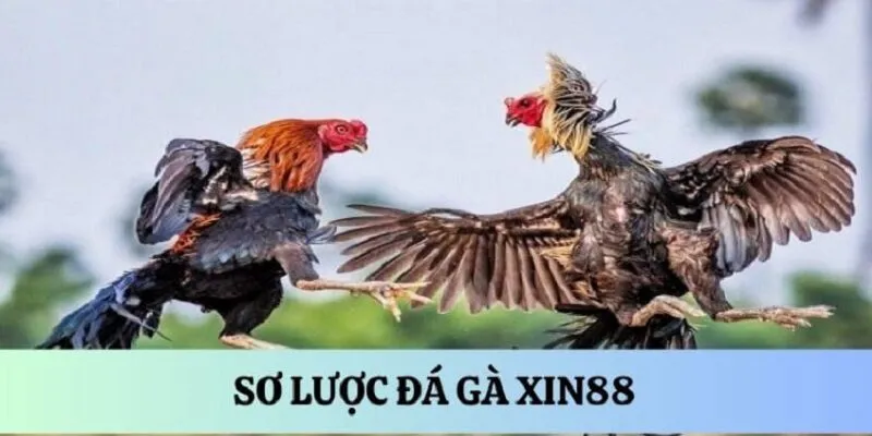 tong-quan-da-ga-xin88