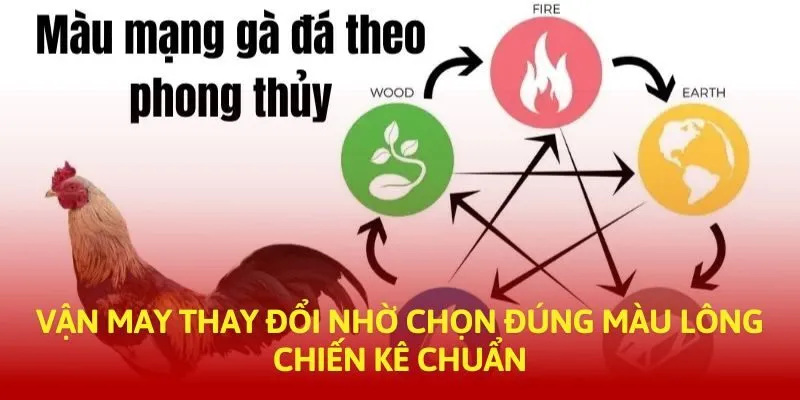 Chọn màu gà đá thao ngũ hành màu Chọn màu gà đá thao ngũ hành màu